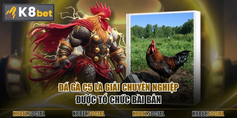 Đá gà C5 là giải chuyên nghiệp được tổ chức bài bản