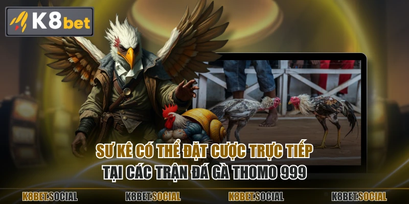 Sư kê có thể đặt cược trực tiếp tại các trận đá gà Thomo 999