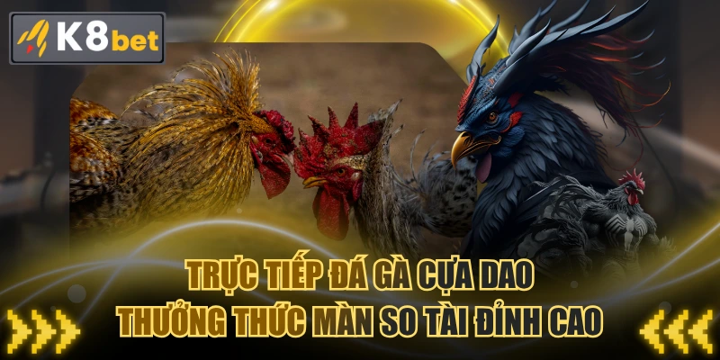 Trực Tiếp Đá Gà Cựa Dao - Thưởng Thức Màn So Tài Đỉnh Cao
